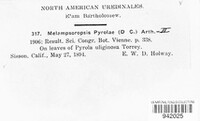 Rossmanomyces pyrolae image
